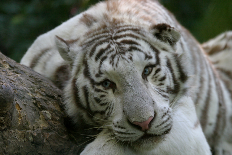 Blanc comme un tigre