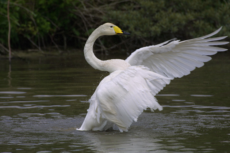 Cygne