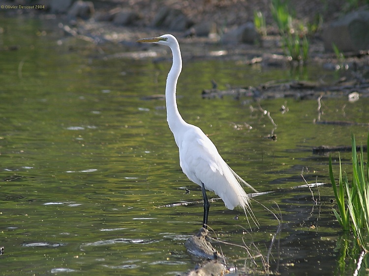 Grande Aigrette