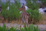 Impala