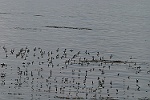 Nuage d'oiseaux