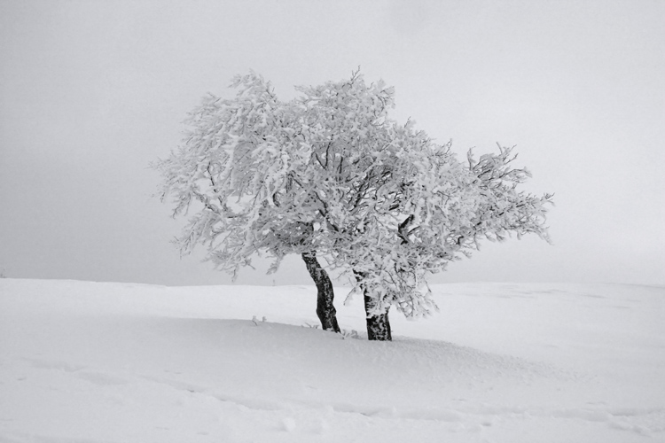 Arbre de glace