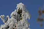 Bouquet d'aiguilles de glace