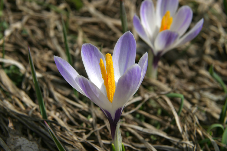 Crocus 2