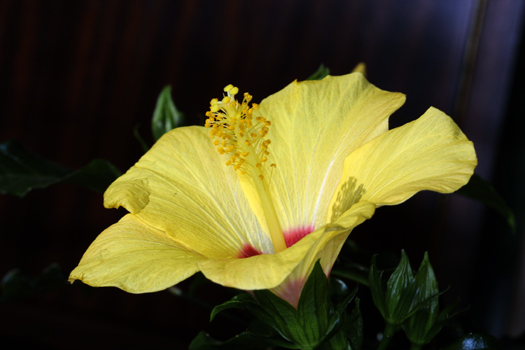 Hibiscus 2