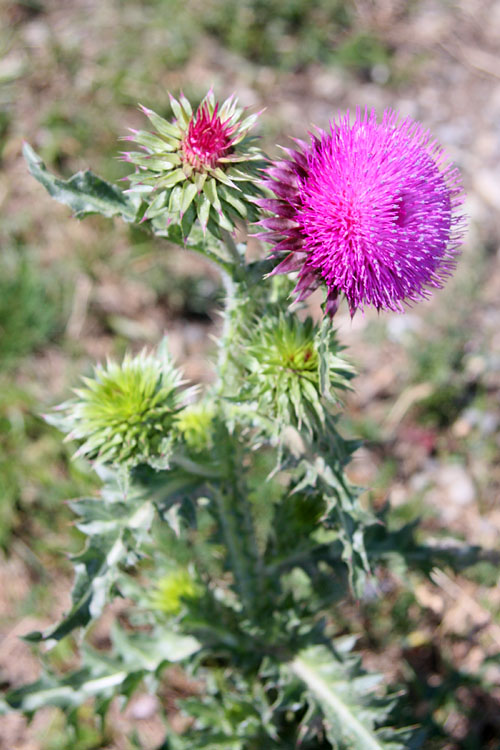 Chardon mauve