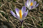 Crocus 2