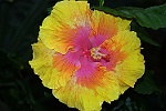 Hibiscus 3