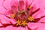 Fleurs de fleur