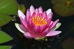 Nnuphar
