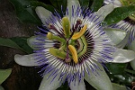 Passiflore 2