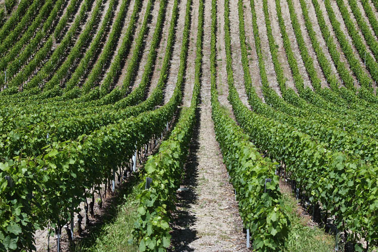 Tremplin de vignes