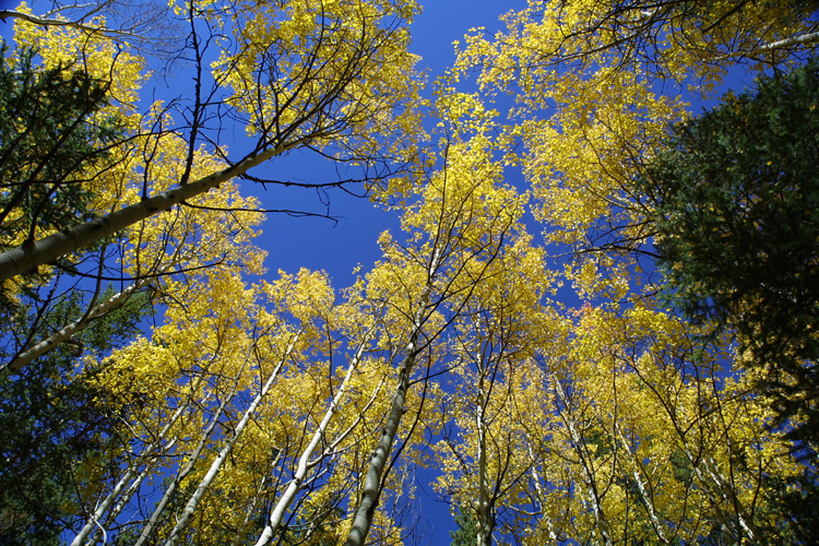 Aspens 1