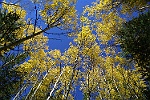 Aspens 1